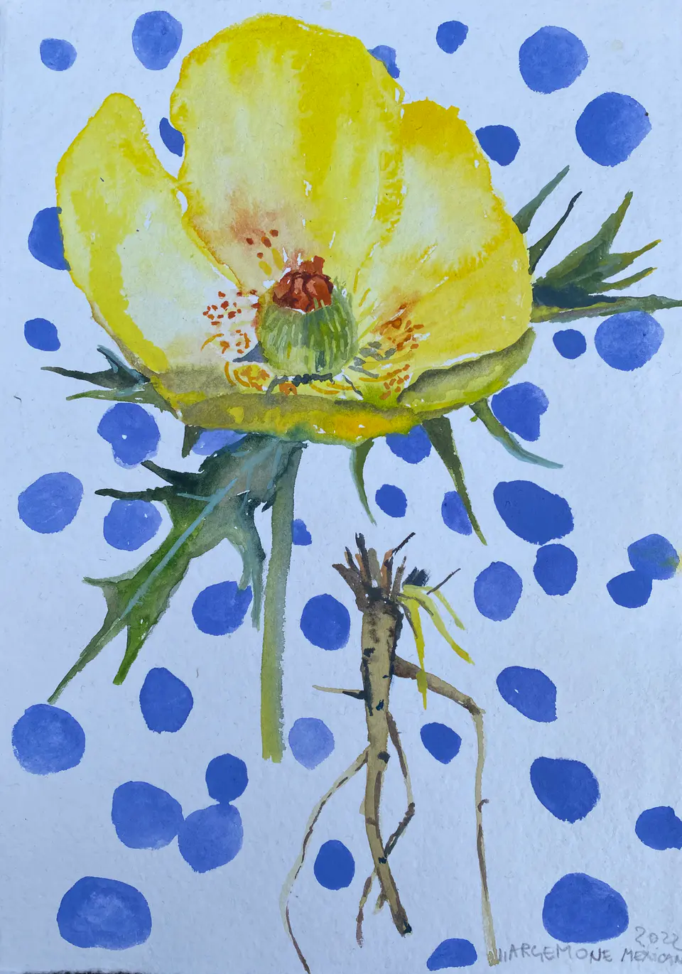 Barbara Kastelec: Rastlinske celice (Argemone mexicana-skica), akvarel