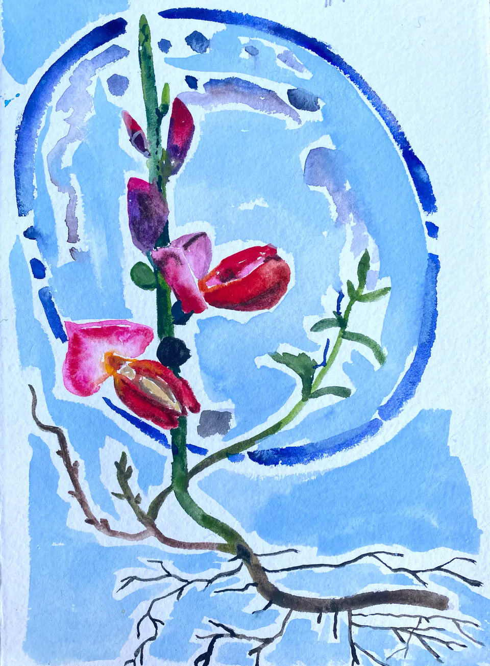 Barbara Kastelec: Rastlinske celice (Genista-skica), akvarel