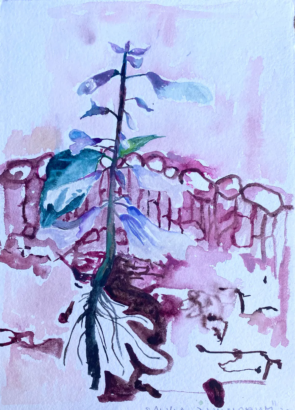 Barbara Kastelec: Rastlinske celice (Salvia-skica), akvarel