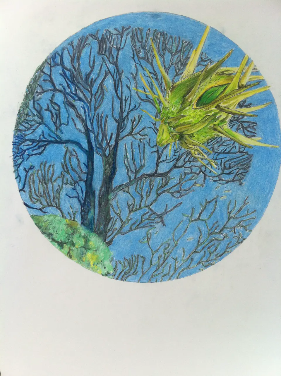 Barbara Kastelec: Semena (Cenchrus spinifex ( Poaceae) - costal sandbur / Tetraodontidae (2013)
barvni svinčnik), slikarsko delo